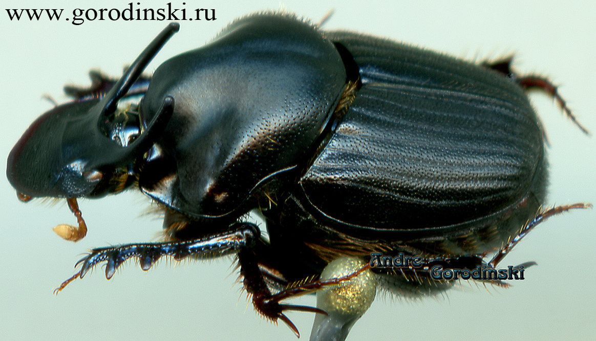 http://www.gorodinski.ru/copr/Onthophagus cervicapra.jpg